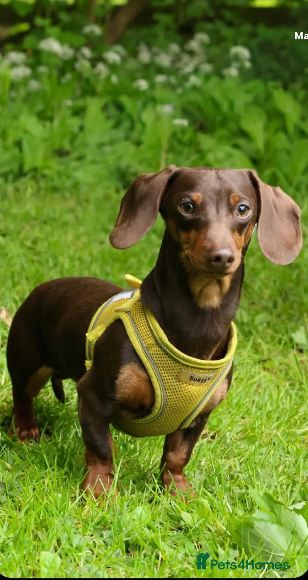 Miniature Dachshund dogs for stud: ROLO 🐶  TINY stud ( miniature dachshund )  - Advert 3