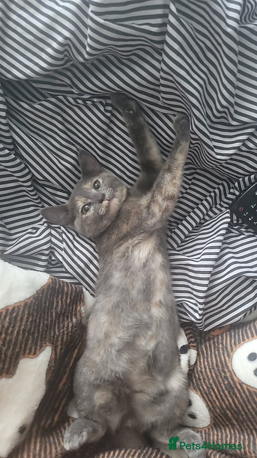 Mixed Breed cats for sale: Dilute tortoiseshell  - Advert 5