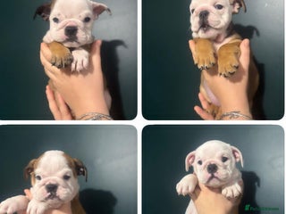 English Bulldog dogs - Advert 1