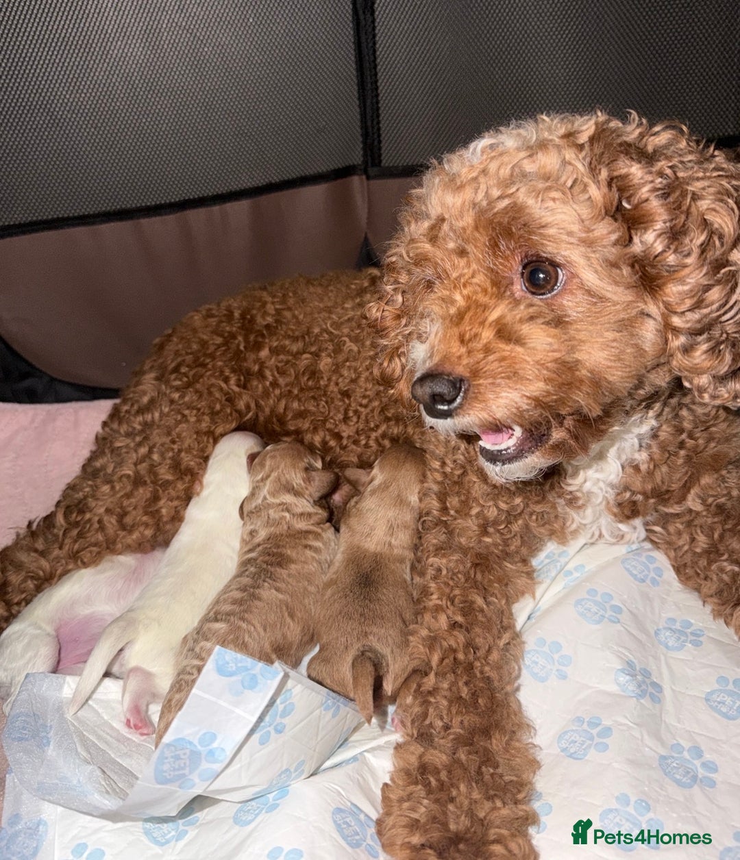 Cavapoo dogs for sale: Stunning Cavapoochon’s for sale (2 left) - Advert 23