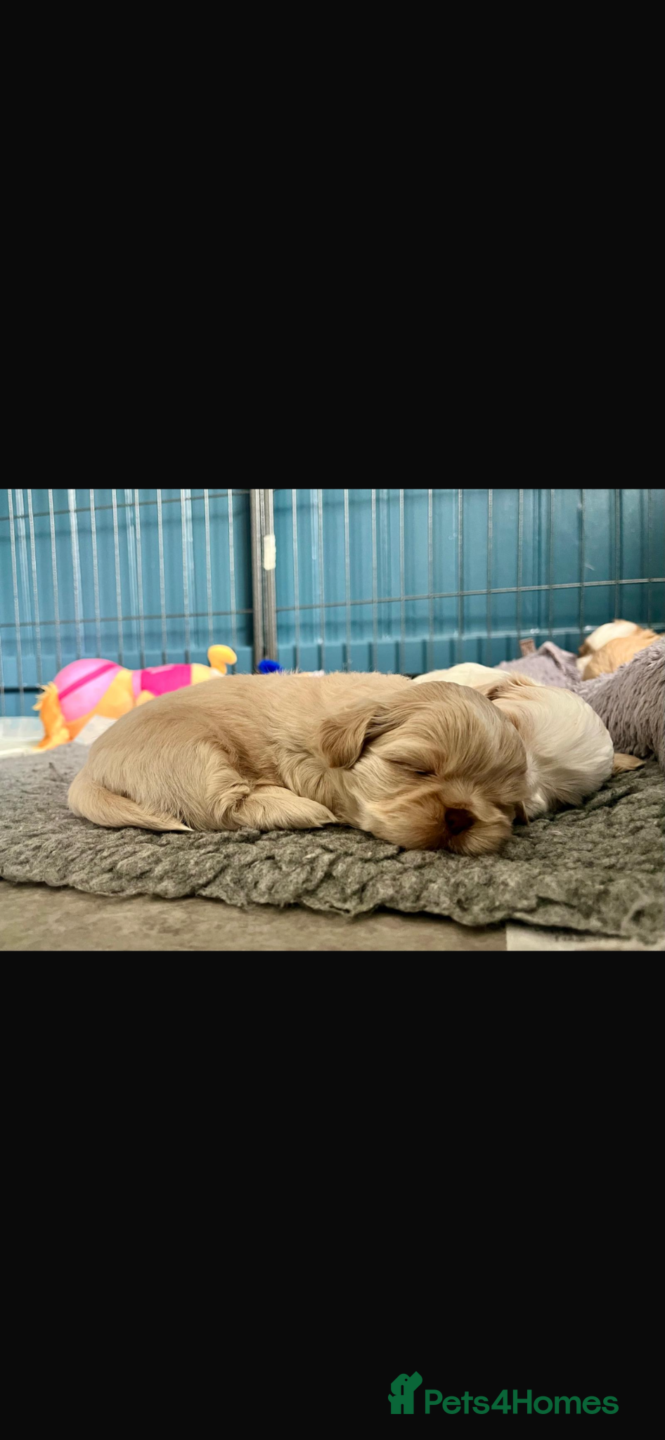 Shih Tzu dogs for sale: Gorgeous shitzu puppies in Lydney - Advert 10