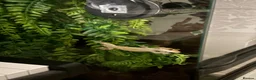 Gecko reptiles for sale: Crested gecko (full set up)  - Advert 3