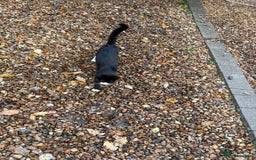 British Shorthair cats for sale: Gorgeous Girl 2 years old!!  - Image 7