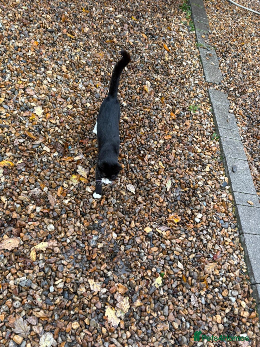 British Shorthair cats for sale: Gorgeous Girl 2 years old!!  - Image 7