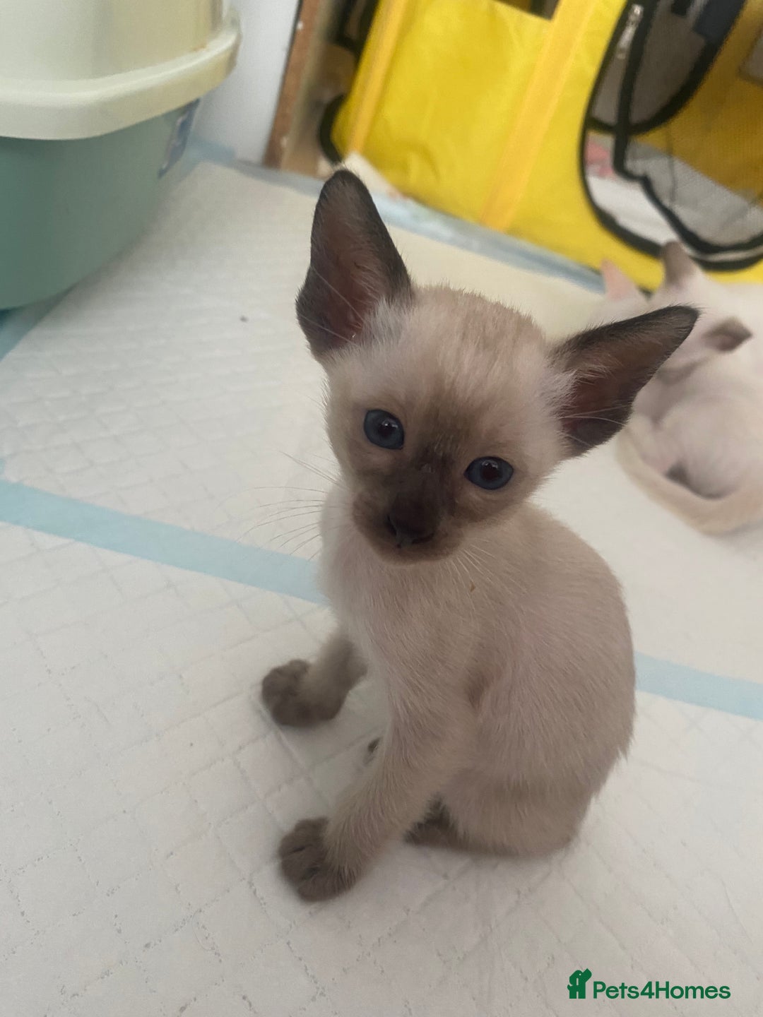Siamese cats for sale: 🤩🐱Beautiful Siamese kittens for sale🐱⚡️ - Image 7