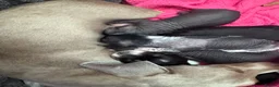 Mixed Breed dogs for sale:  Chinese crested  cross dachshund puppies  - Advert 19