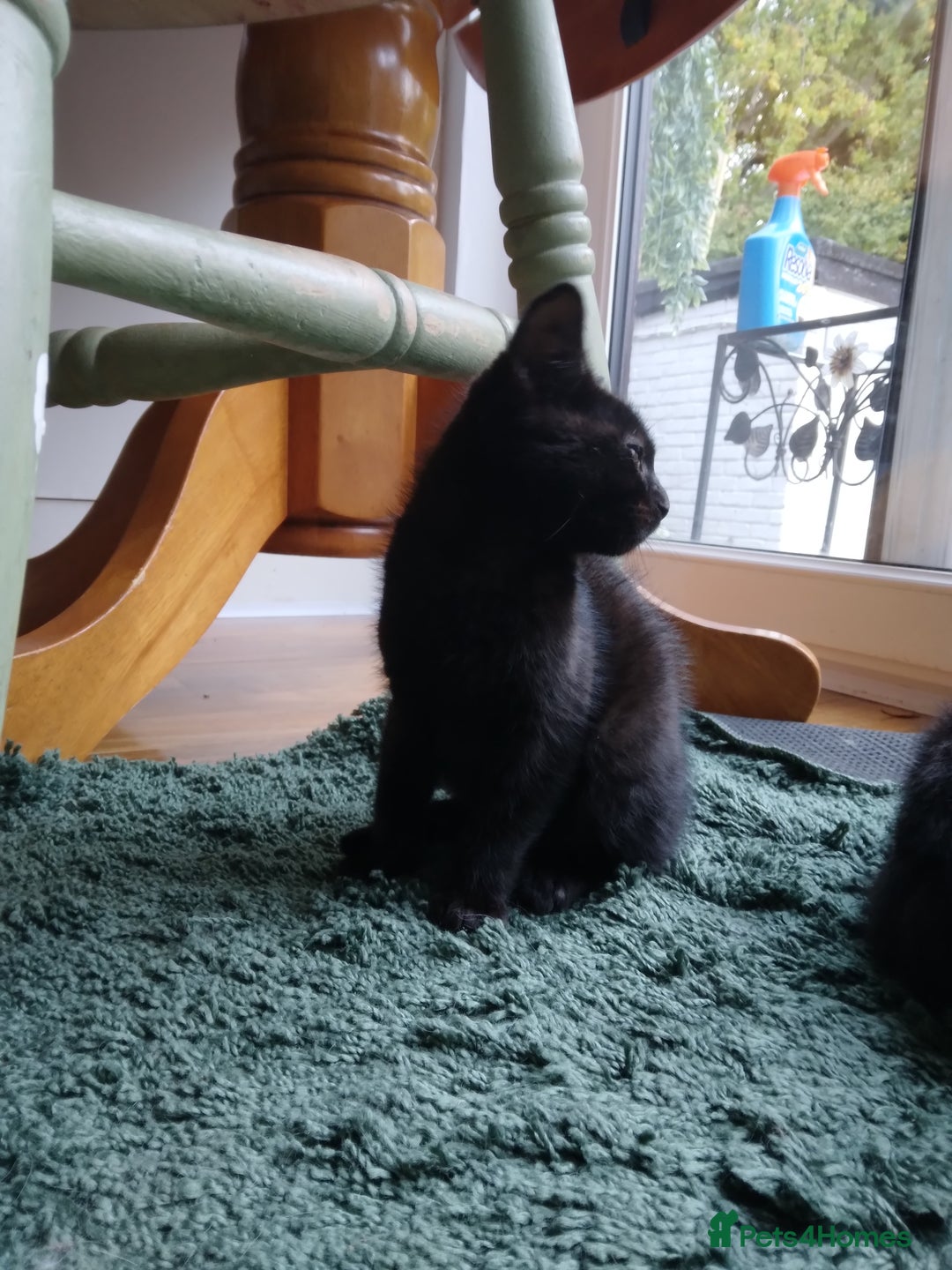Mixed Breed cats for sale: Ragdoll cross kittens - Image 3