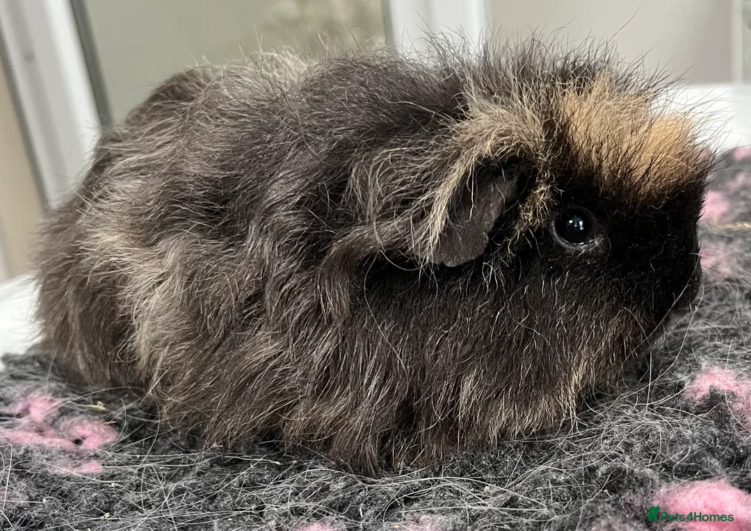 Guinea Pig rodents for sale: Sheltie (silky), coronet, Texel, Merino guinea pig - Advert 14
