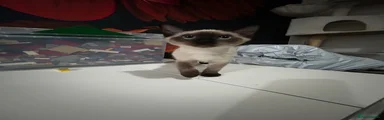 Siamese 1