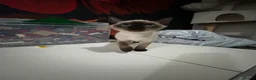 Siamese cats for sale: Beautiful chocolate Siamese girl - Advert 6