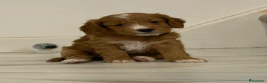 Cockapoo 4