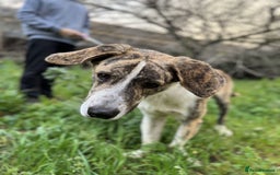 Mixed Breed dogs for adoption: 💔 OLIVER, RETURNED OUT OF SHAME 💔 - Image 7