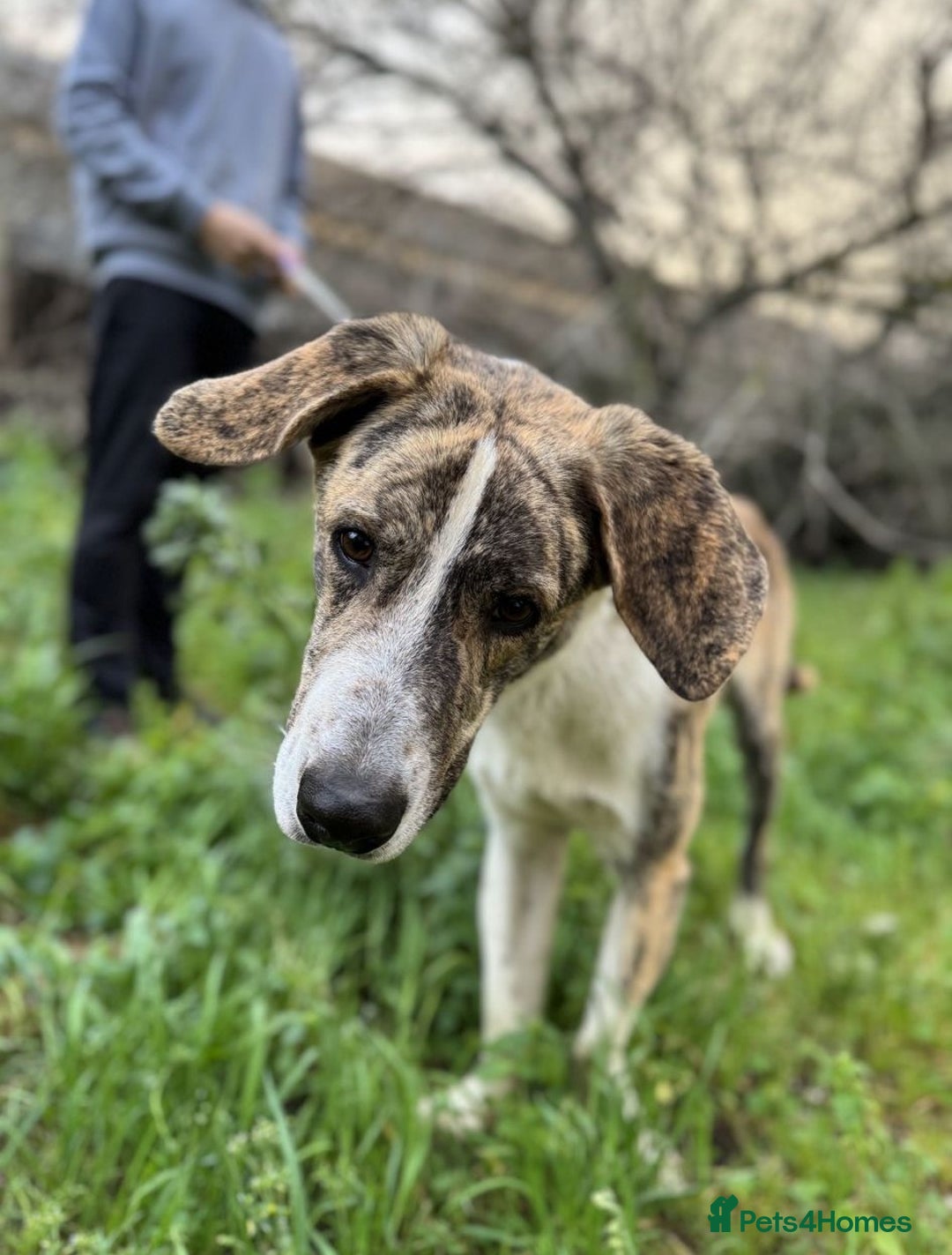 Mixed Breed dogs for adoption: 💔 OLIVER, RETURNED OUT OF SHAME 💔 - Image 7