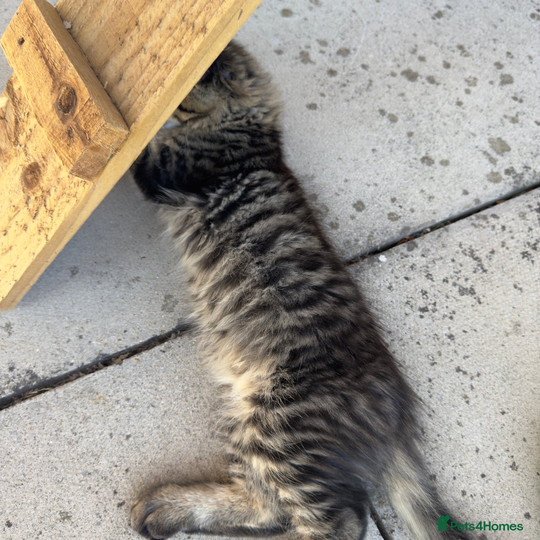 Maine Coon cats for sale: Purr Machines Ready Now - GCCF Reg Maine Coons - Image 7