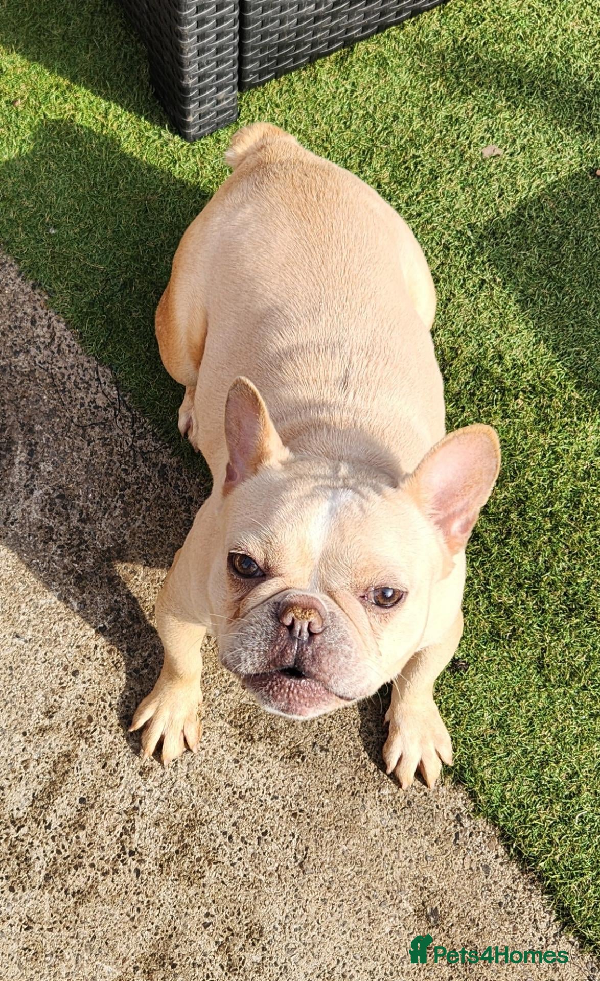 French Bulldog dogs French bulldog puppies - Advert 1