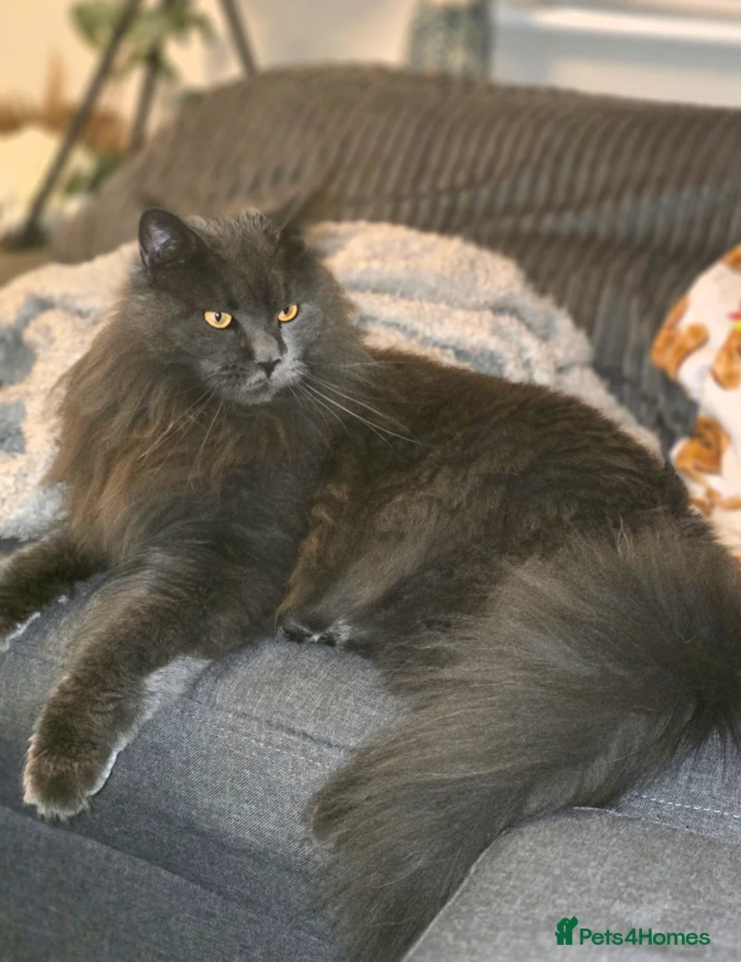 Maine Coon cats for sale: Blue female Maine coon - Advert 9