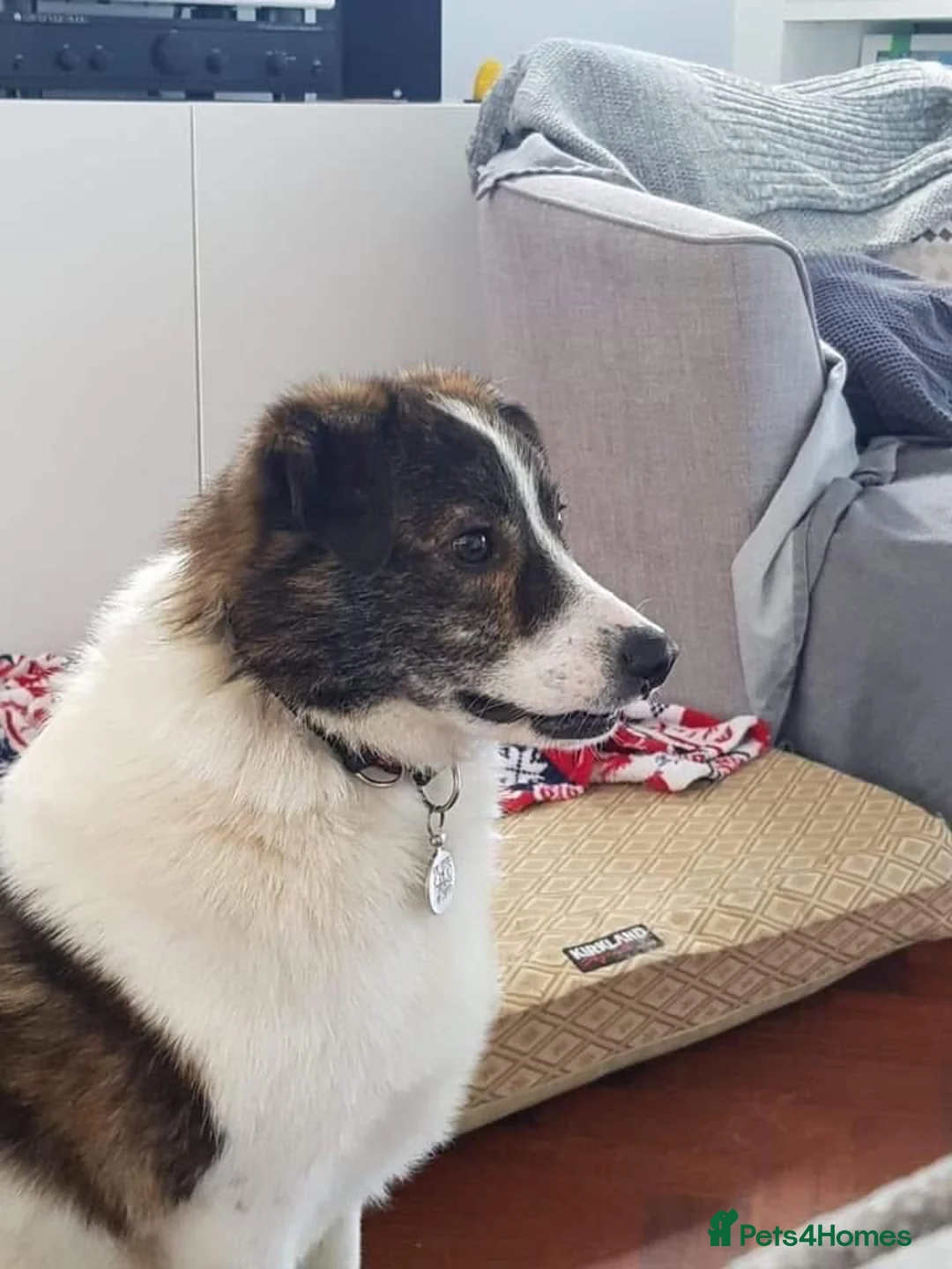 Mixed Breed dogs for adoption: Albie - Norwich Norfolk  - Advert 2