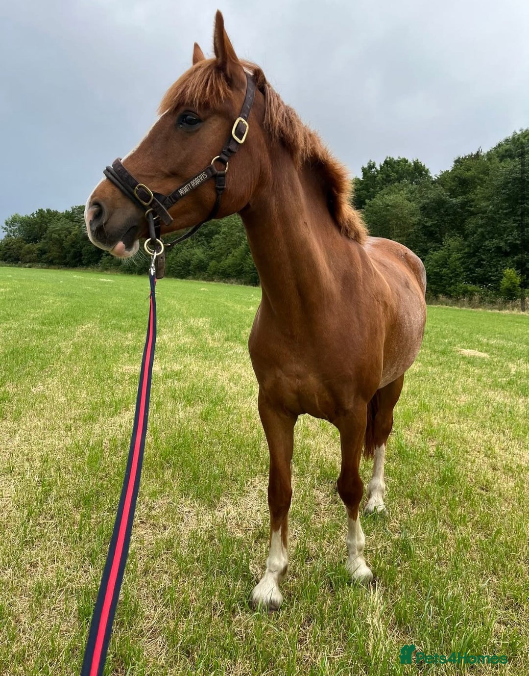 Clydesdale horses for sale: 4yo Clydesdale x Sports Horse Mare –16h - Image 7