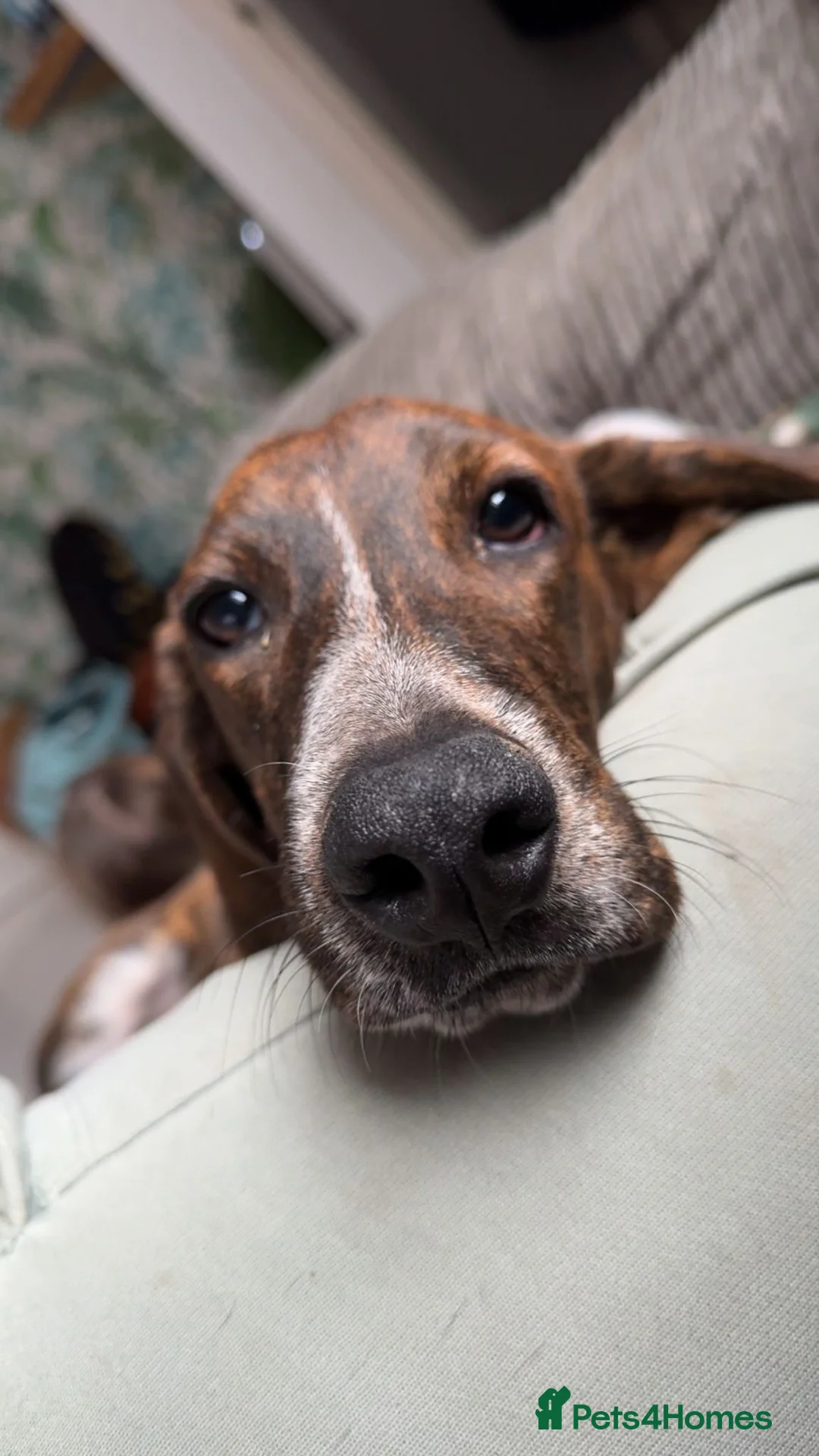 Mixed Breed dogs for adoption: Billy is ready for his forever  in Liverpool - Advert 2