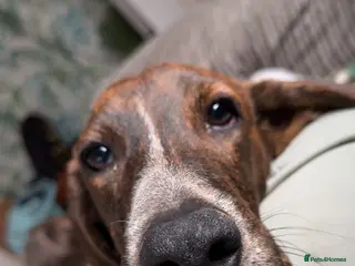 Mixed Breed dogs Billy is ready for his forever - Advert 7