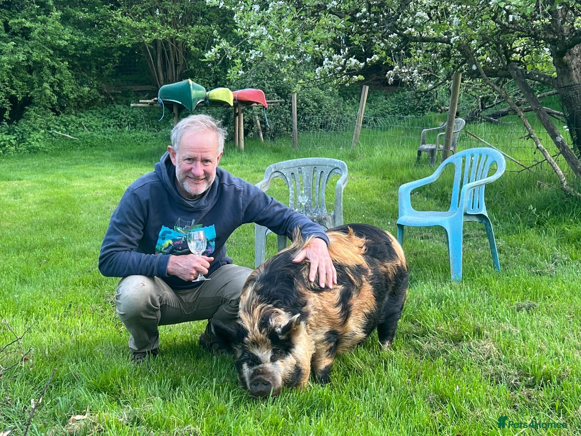 Pig livestock 2 Kune kune pigs, brother & sister, 18 months - Advert 2