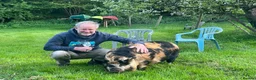 Pig livestock for sale: 2 Kune kune pigs, brother & sister, 18 months in Leominster - Advert 2