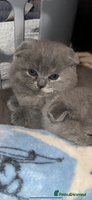 Scottish Fold cats 🐾Beautiful Scottish Fold Kittens 🐾 - Advert 4