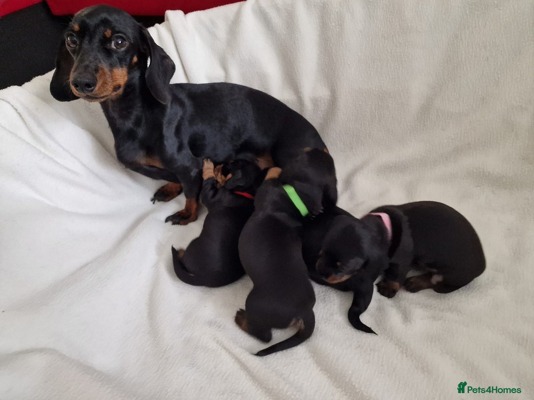 Miniature Dachshund dogs for sale: Beautiful black & tan miniature Dachshund puppies - Image 22