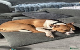 Staffordshire Bull Terrier dogs for sale: staffy for sale  - Image 5