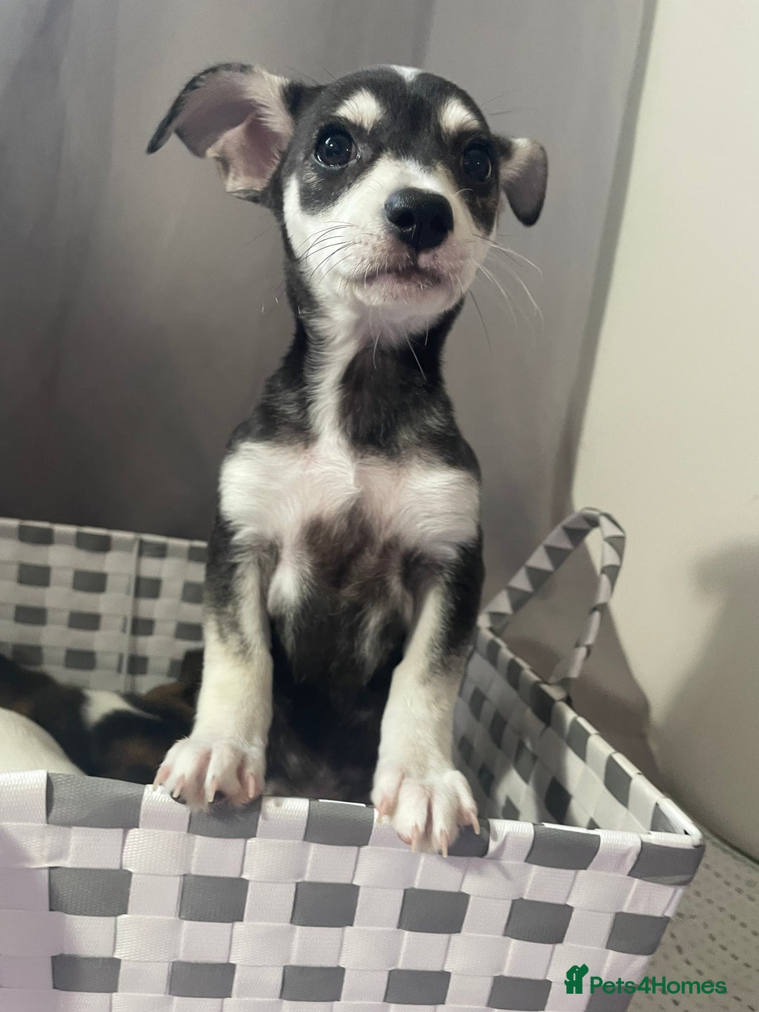 Mixed Breed dogs for sale: Puppies looking for forever homes 🐾 in Wrexham - Image 15