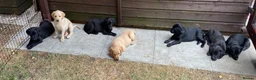 Labrador Retriever dogs for sale: FTCh Gunnerspeg Gambler × Greenbriar Tanzanite - Advert 7