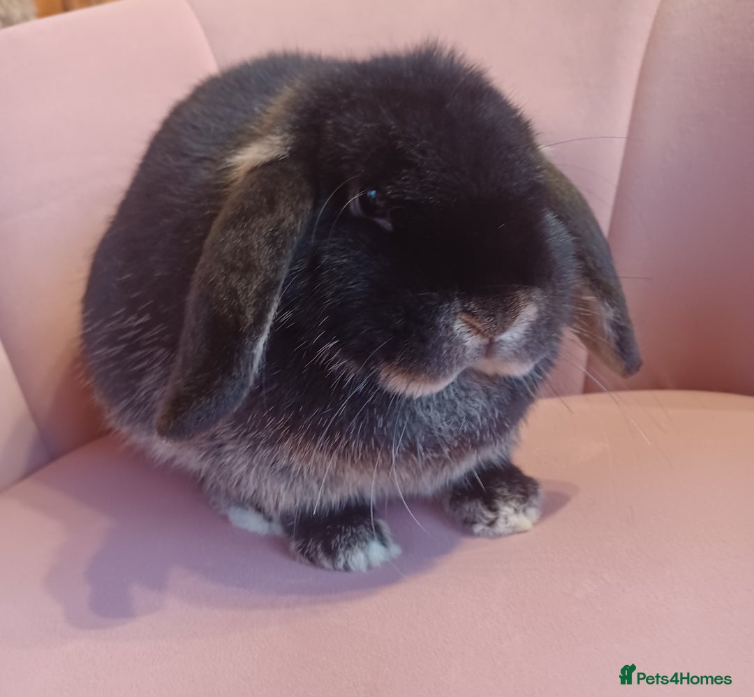 Mini Lop rabbits for sale: Beautiful mini lop Black Otter Doe 6months  - Advert 4