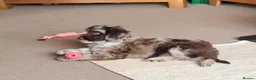 Cockapoo dogs for sale: 10 month old Cockapoo  in Crediton - Advert 13