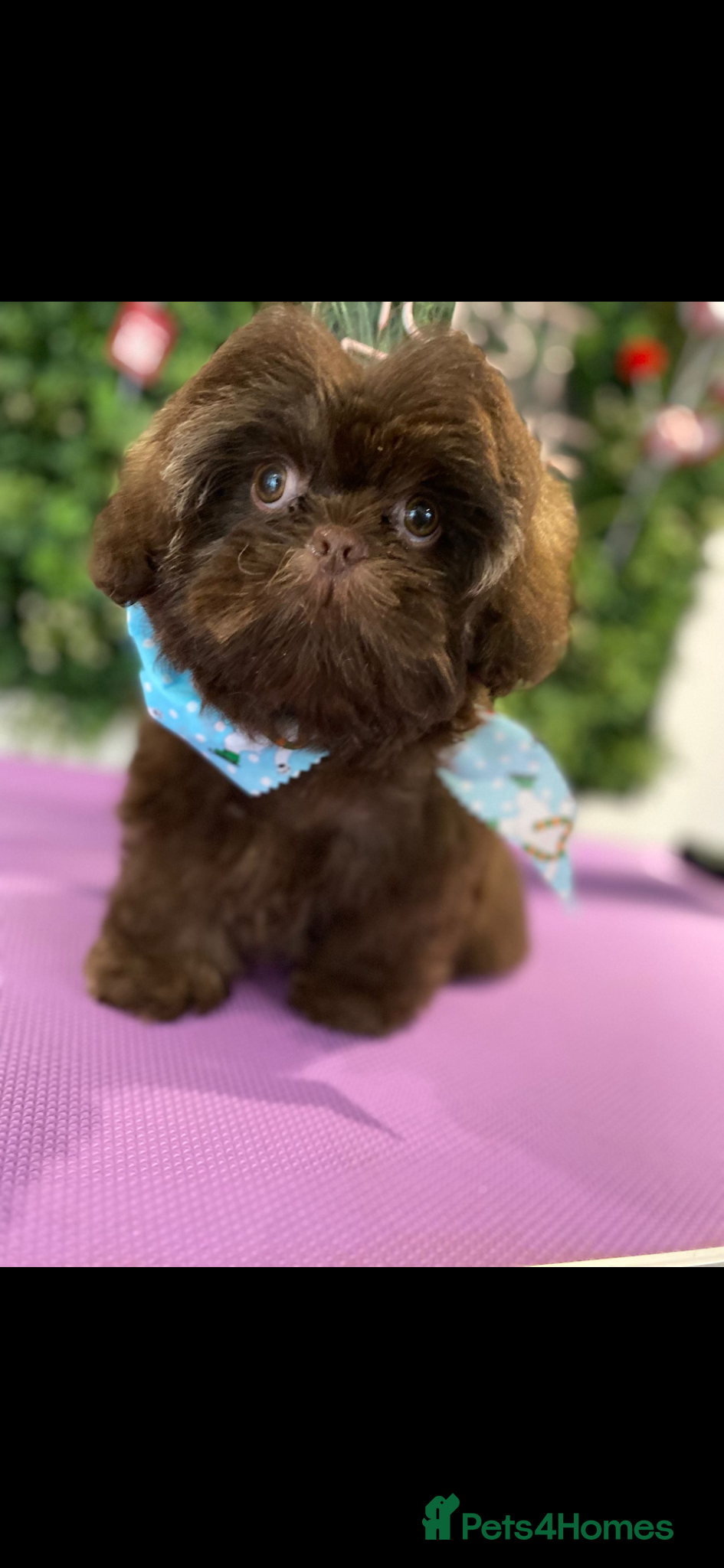 Shih Tzu dogs Stud.  - Advert 1