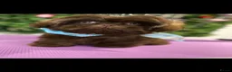 Shih Tzu dogs for stud: Stud.  - Advert 1