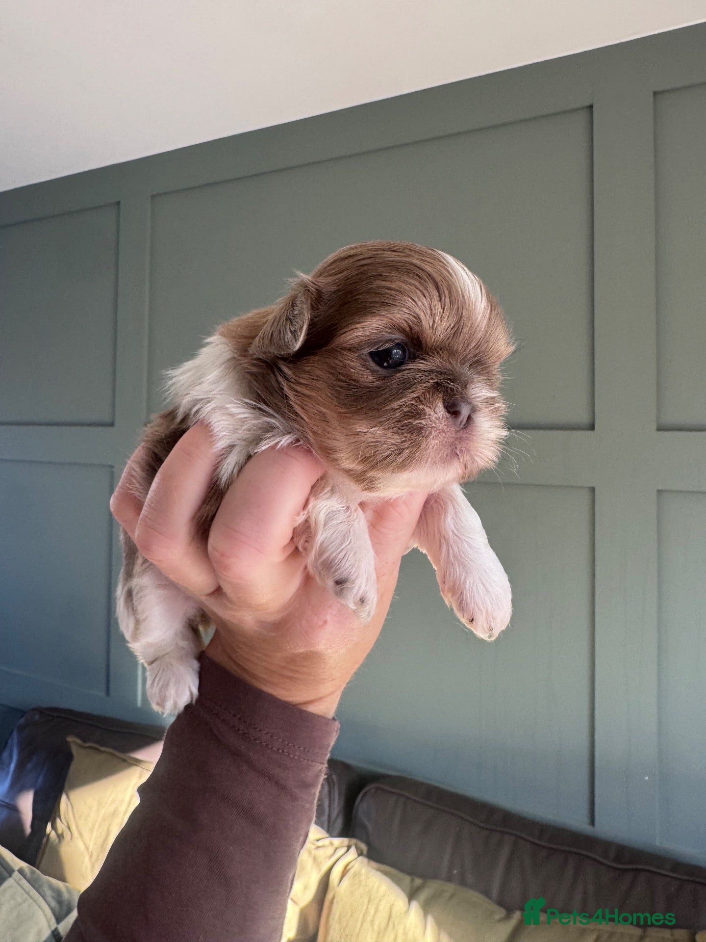 Shih Tzu dogs Mini Colourful Litter of Shihtzu  - Advert 9