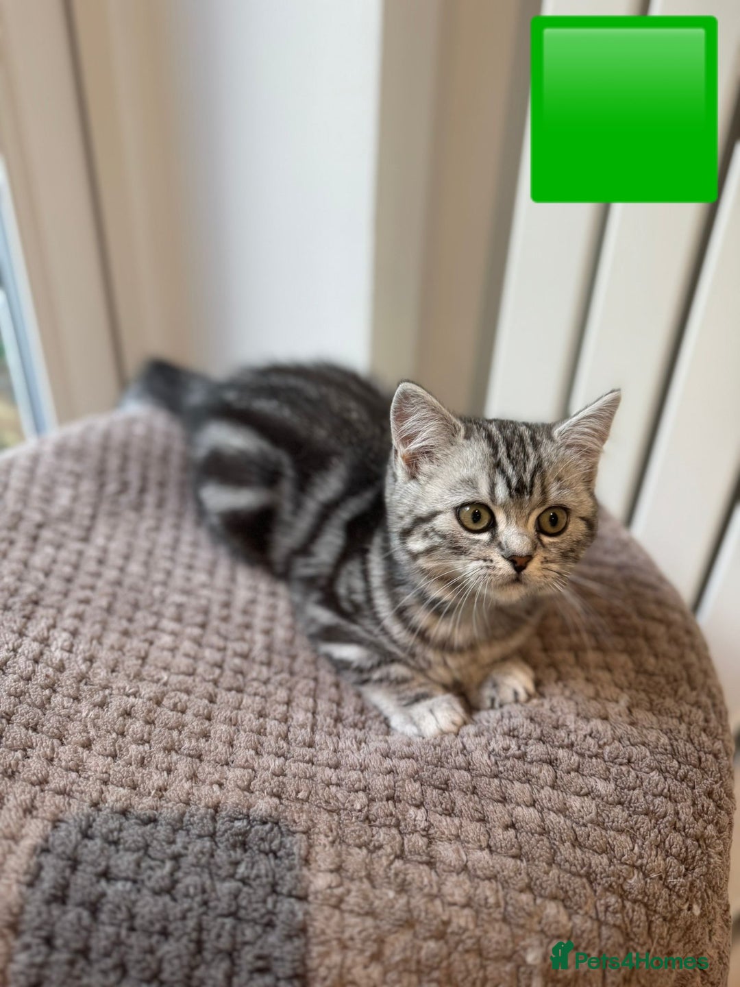 British Shorthair cats for sale: Beautiful registered British Shorthaired Kittens - Image 18