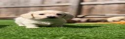 Miniature Dachshund dogs for sale: KC Reg Long haired intense cream mini dachshund  - Advert 14