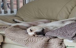 Labrador Retriever dogs for adoption: STORM !  - Image 5