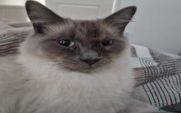 Ragdoll cats for sale: 8 months old Ragdoll - Image 5