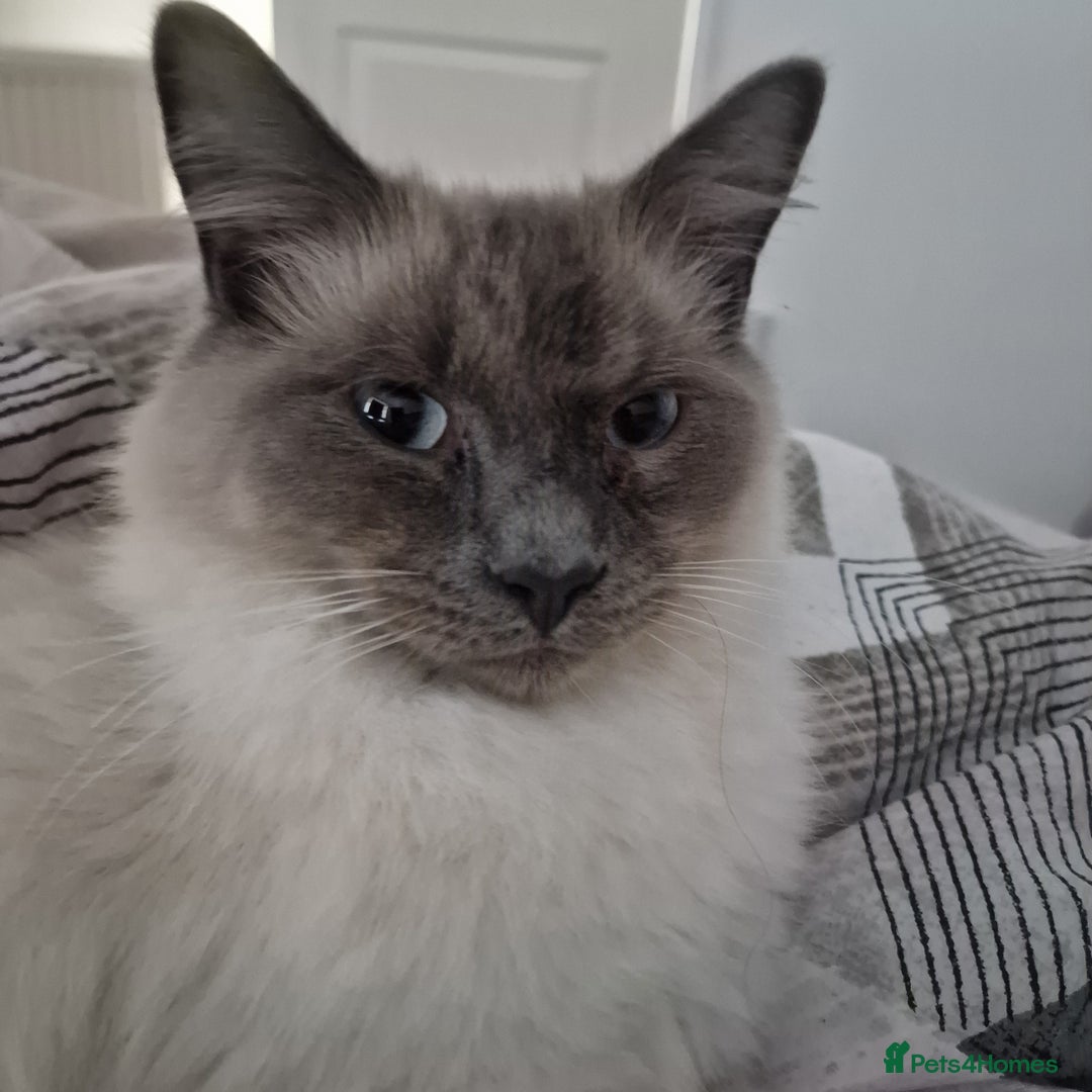 Ragdoll cats for sale: 8 months old Ragdoll - Image 5