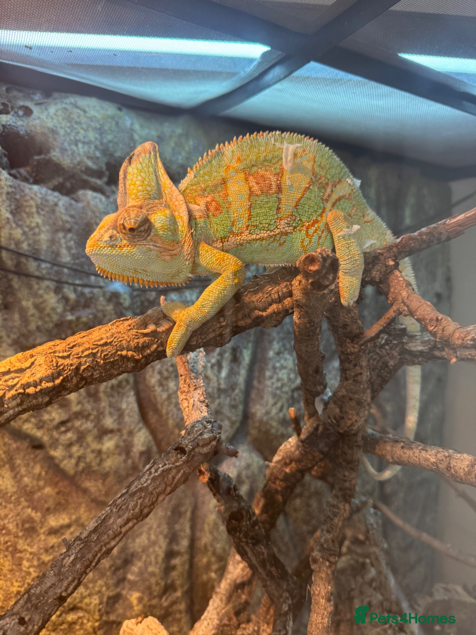Chameleon reptiles Male Chameleon  - Advert 1