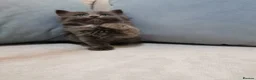 Maine Coon cats for sale: Beautiful Maine Coon Kittens  - Advert 12
