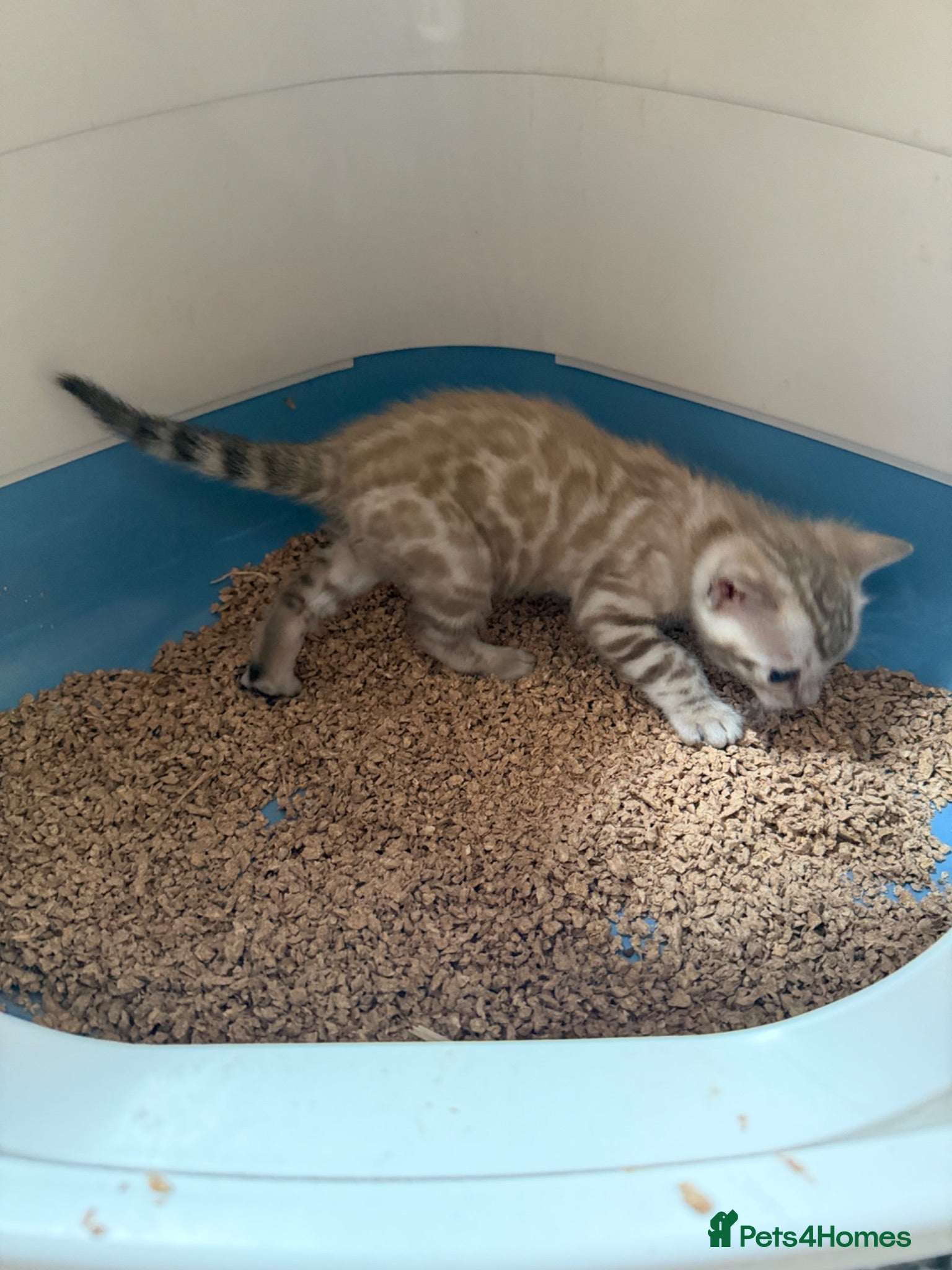 Bengal cats Champion bloodlines TICA Registered Bengal Kitten  - Advert 1