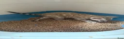 Bengal cats for sale: Champion bloodlines TICA Registered Bengal Kitten  - Advert 1