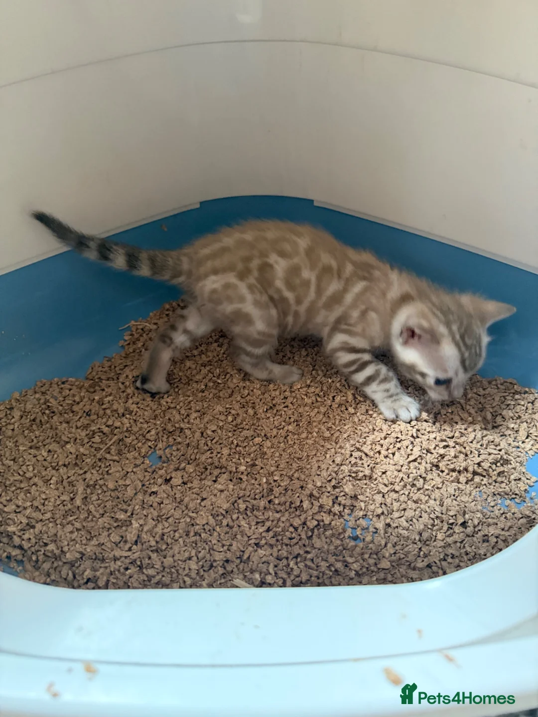 Bengal cats for sale: Champion bloodlines TICA Registered Bengal Kitten  - Advert 1
