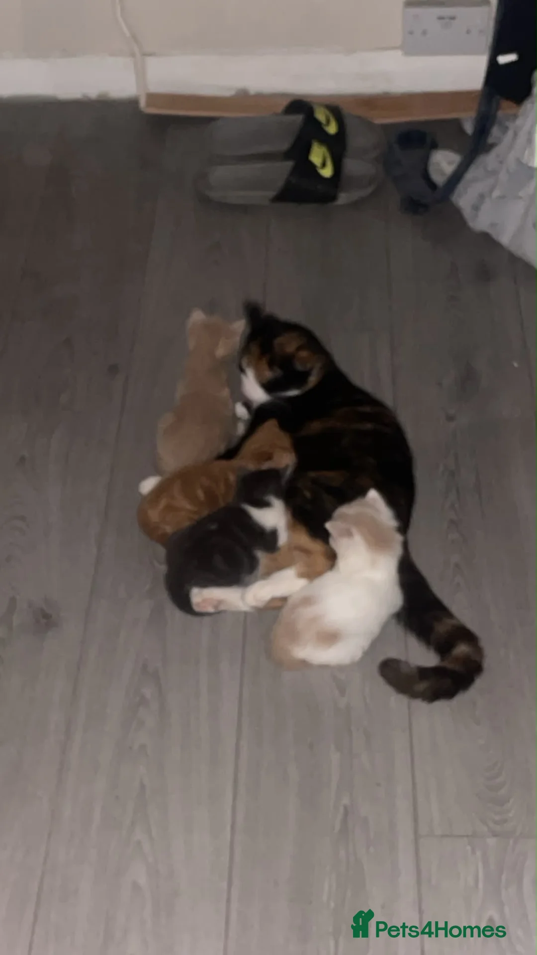 Mixed Breed cats for sale: 🐾 Gorgeous Kittens for Sale 🐾 - Advert 13