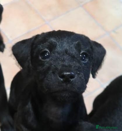 Patterdale Terrier dogs Patterdale Terriers puppy - Advert 7