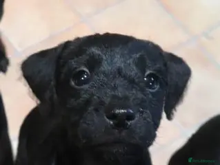 Patterdale Terrier dogs Patterdale Terriers puppy - Advert 7