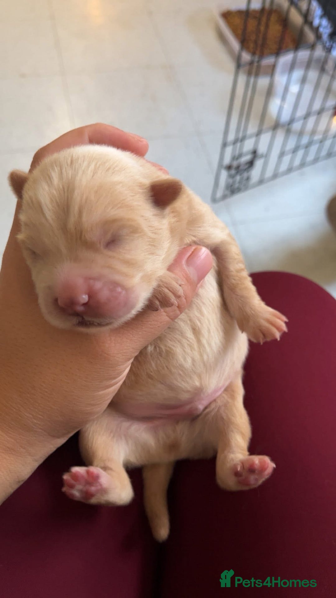 Chow Chow dogs for sale: Chow Puppies – Cream, Grey & Merle Available - Advert 11